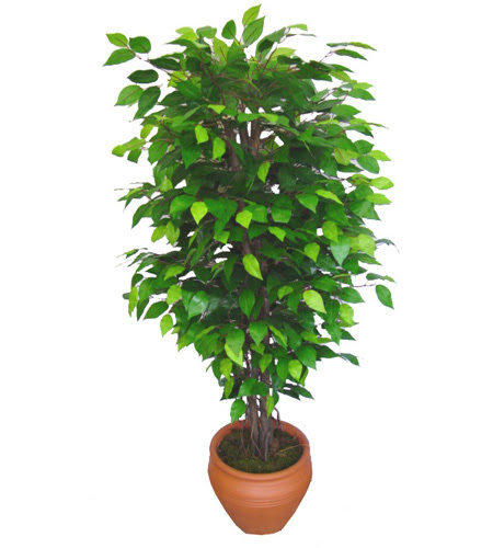 Ficus Benjamin 1,50 cm   Mu anneler gn iek yolla 