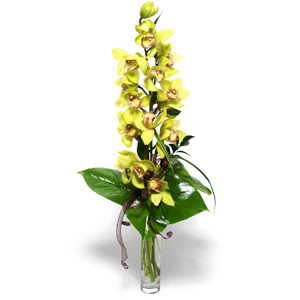  Mu nternetten iek siparii  cam vazo ierisinde tek dal canli orkide