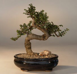 ithal bonsai saksi iegi  Mu 14 ubat sevgililer gn iek 