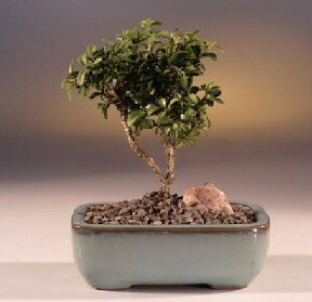  Mu iek yolla  ithal bonsai saksi iegi  Mu internetten iek sat 