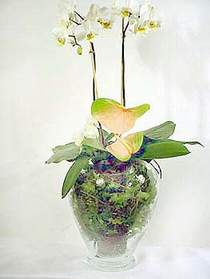  Mu iek sat  Cam yada mika vazoda zel orkideler