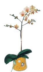  Mu online iek gnderme sipari  Phalaenopsis Orkide ithal kalite