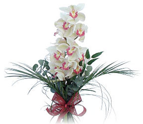  Mu iek siparii sitesi  Dal orkide ithal iyi kalite