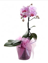 1 dal pembe orkide saksı çiçeği  Muş kaliteli taze ve ucuz çiçekler 