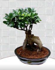 saks iei japon aac bonsai  Mu kaliteli taze ve ucuz iekler 