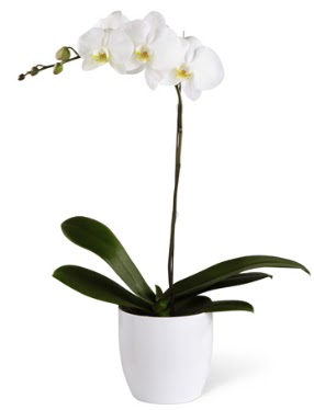1 dall beyaz orkide  Mu 14 ubat sevgililer gn iek 