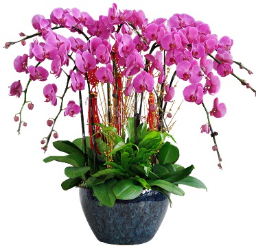 9 dallı mor orkide  Muş 14 şubat sevgililer günü çiçek 
