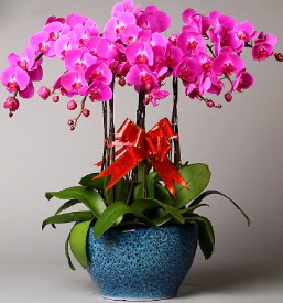 7 dall mor orkide  Mu iek online iek siparii 