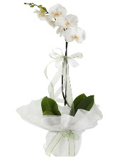 1 dal beyaz orkide iei  Mu iek siparii vermek 