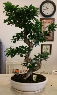 100 cm yüksekliğinde dev bonsai japon ağacı  Muş İnternetten çiçek siparişi 