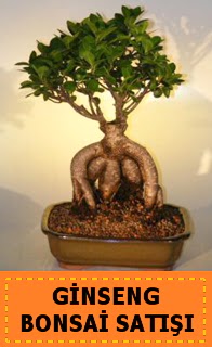Ginseng bonsai sat japon aac  Mu cicek , cicekci 