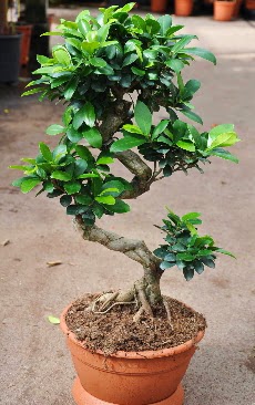 Orta boy bonsai saks bitkisi  Mu internetten iek siparii 