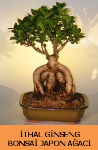 thal japon aac ginseng bonsai sat  Mu nternetten iek siparii 