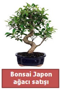 Japon aac bonsai sat  Mu iek siparii sitesi 
