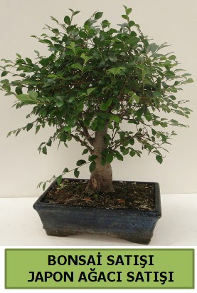 Minyatr bonsai japon aac sat  Mu iek gnderme sitemiz gvenlidir 