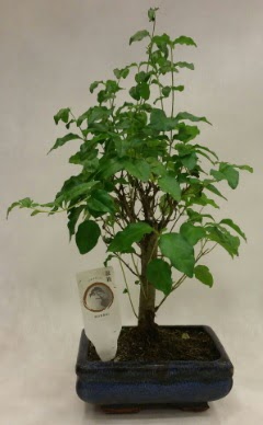 Minyatr bonsai japon aac sat  Mu ieki telefonlar 