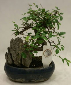 thal 1.ci kalite bonsai japon aac  Mu iek sat 