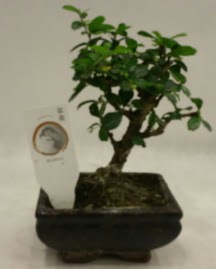 Kk minyatr bonsai japon aac  Mu iek gnderme 