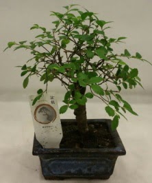 Minyatr ithal japon aac bonsai bitkisi  Mu iek sat 