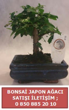 Japon aac minyar bonsai sat  Mu iek sat 