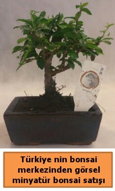 Japon aac bonsai sat ithal grsel  Mu iek yolla 