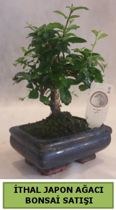 thal japon aac bonsai bitkisi sat  Mu ieki telefonlar 