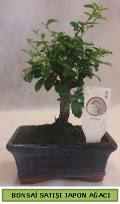 Minyatr bonsai aac sat  Mu iek gnderme 