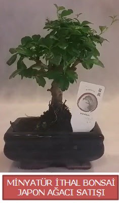 Kk grsel bonsai japon aac bitkisi  Mu iek , ieki , iekilik 