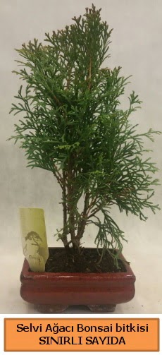 Selvi aac bonsai japon aac bitkisi  Mu iek sat 