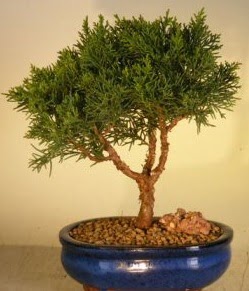 Servi am bonsai japon aac bitkisi  Mu iek yolla 