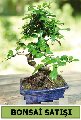 am bonsai japon aac sat  Mu iek sat 