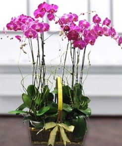 7 dall mor lila orkide  Mu iek gnderme sitemiz gvenlidir 