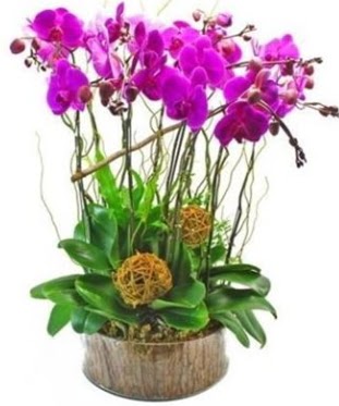 Ahap ktkte lila mor orkide 8 li  Mu internetten iek sat 