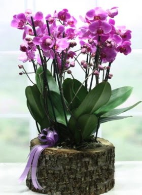 Ktk ierisinde 6 dall mor orkide  Mu ucuz iek gnder 