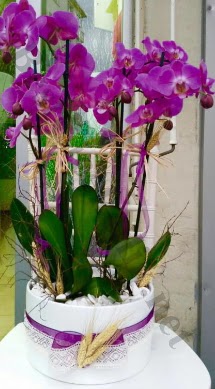Seramik vazoda 4 dall mor lila orkide  Mu online iek gnderme sipari 