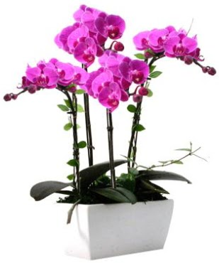 Seramik vazo ierisinde 4 dall mor orkide  Mu iek sat 