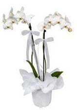 2 dall beyaz orkide  Mu gvenli kaliteli hzl iek 