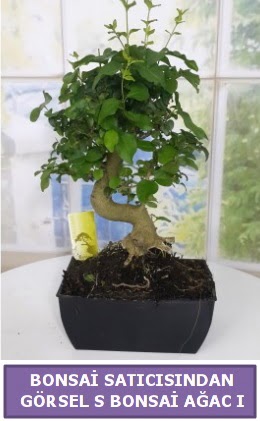 S dal erilii bonsai japon aac  Mu iek sat 