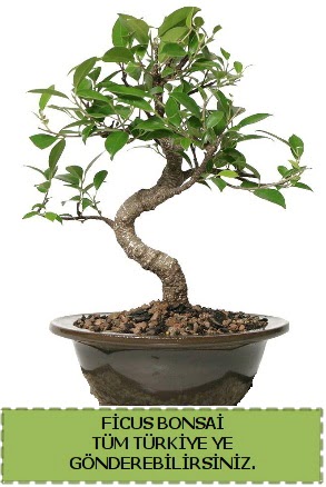 Ficus bonsai  Mu iek gnderme sitemiz gvenlidir 