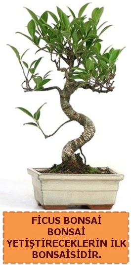 Ficus bonsai 15 ile 25 cm arasndadr  Mu iek yolla 