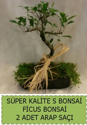 Ficus S Bonsai ve arap saçı  Muş çiçekçi telefonları 