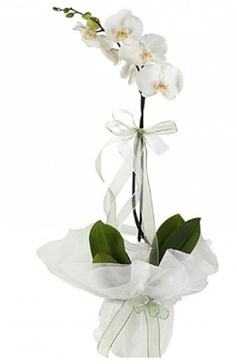 Tekli Beyaz Orkide  Mu hediye iek yolla 