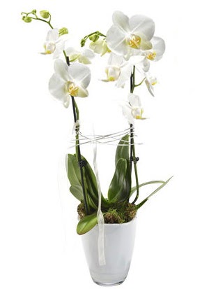 2 dall beyaz seramik beyaz orkide sakss  Mu iek gnderme sitemiz gvenlidir 