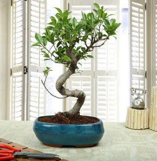 Amazing Bonsai Ficus S thal  Mu internetten iek siparii 