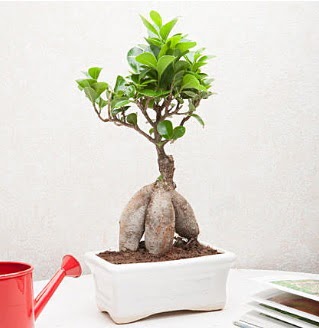 Exotic Ficus Bonsai ginseng  Mu iek servisi , ieki adresleri 