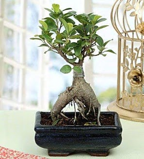 Appealing Ficus Ginseng Bonsai  Mu anneler gn iek yolla 