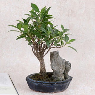 Japon aac Evergreen Ficus Bonsai  Mu iek gnderme sitemiz gvenlidir 
