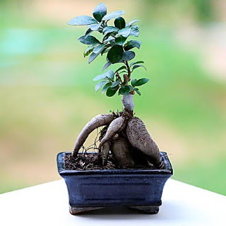 Marvellous Ficus Microcarpa ginseng bonsai  Mu iek siparii vermek 