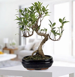 Gorgeous Ficus S shaped japon bonsai  Mu yurtii ve yurtd iek siparii 