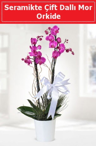 Seramikte Çift Dallı Mor Orkide  Muş anneler günü çiçek yolla 